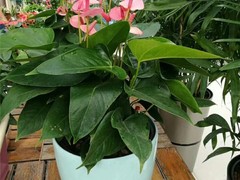 济宁园林公司