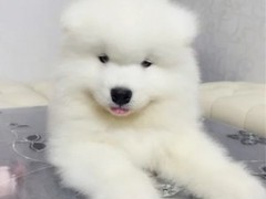 宠物山庄8