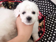 萌宠之家