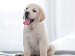 爱宠乐犬舍