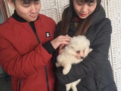 上海杨浦区流浪猫狗宠物小动物收养收容救助领养中心基地站