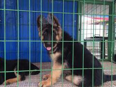 盛诚犬业