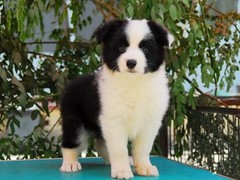 合肥西伯利亚雪橇犬价格