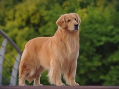豆豆犬舍