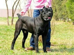 宏大犬业