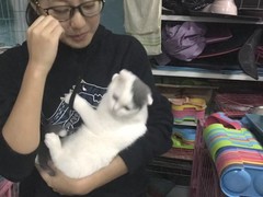 上海杨浦区上海杨浦区宠物救助领养收养收容站
