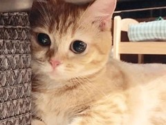千禧猫舍