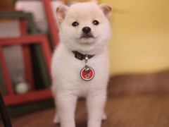豆豆犬舍