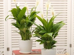 海口滨江鲜花绿植园圃