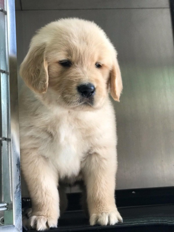 犬舍繁殖基地