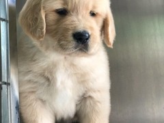 盛诚犬业
