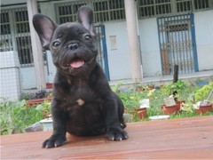 成都喜喜犬舍
