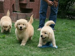 海口伊比赞猎犬