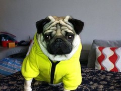 济南犬舍基地