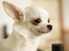 威海卷毛寻回犬