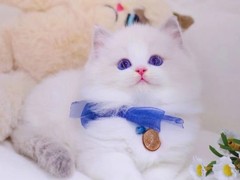 银川纯种猫咪
