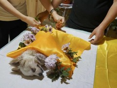 金华东阳宠物火化服务中心