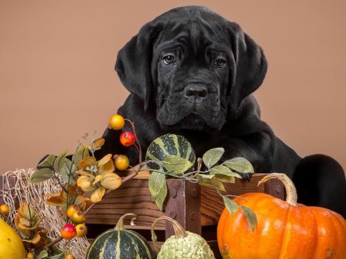 阳江市卡斯罗犬生长周期
