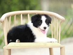 玉龙犬舍