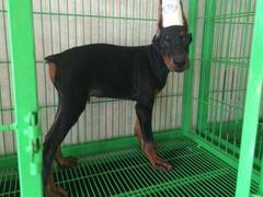 盛诚犬业
