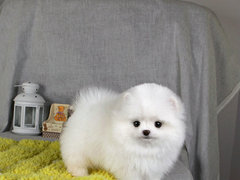 重庆喜喜宠物狗