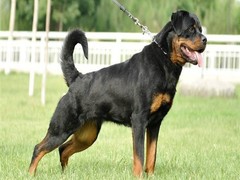 亨达犬业