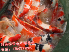 金辰锦鲤林园有限公司