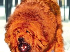 信达犬业