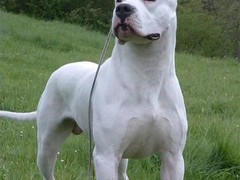 珠海库瓦兹犬