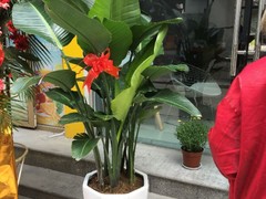 威海园林养护