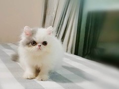 晶滢猫舍
