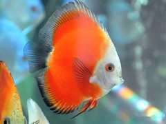 郑州鱼缸批发销售