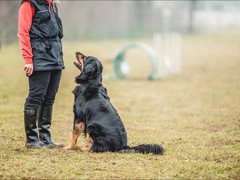 镇江训犬基地
