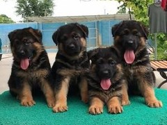 犬舍繁殖基地