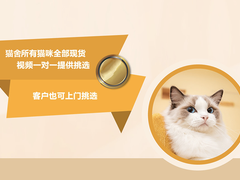 宁波拉邦猫出售