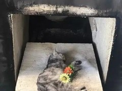 金华浦江宠物火化服务中心