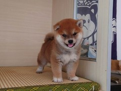 广东旺驰犬舍（cku认证犬舍）