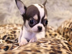 乌鲁木齐巴仙吉犬