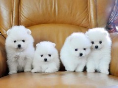 宠之恋犬舍（中山正规犬舍）