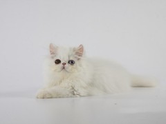 晶滢猫舍