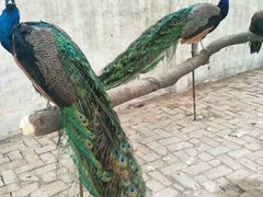 杭州金龙鱼价格