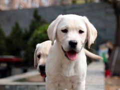 星园犬业