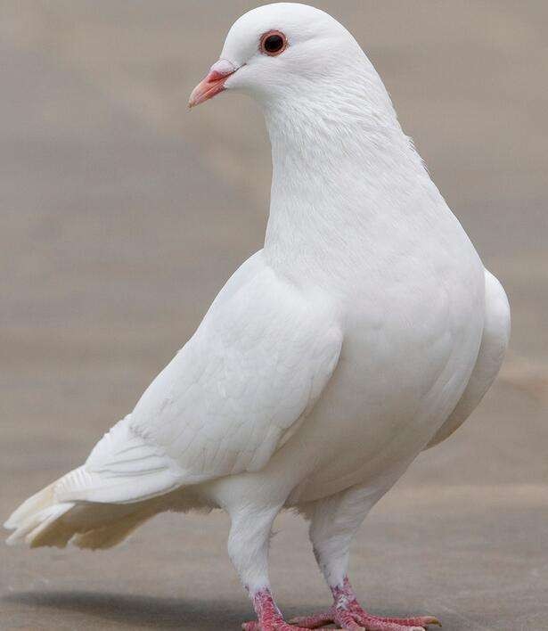 三明品种鸽养殖