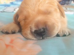 犬舍繁殖基地
