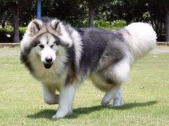 豆豆犬舍