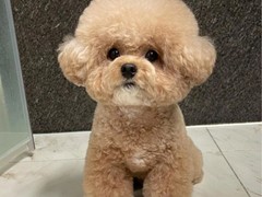 泉州西伯利亚雪橇犬领养