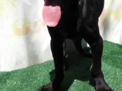 武汉喜喜犬舍