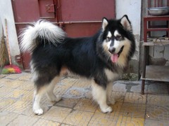 風(fēng)凌犬業(yè)