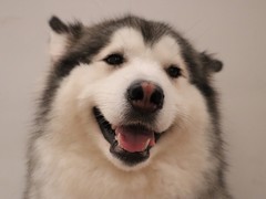 福州比格猎犬