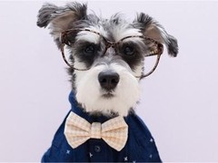 武汉喜喜犬舍